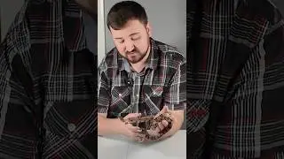 Разведение одомашненных змей