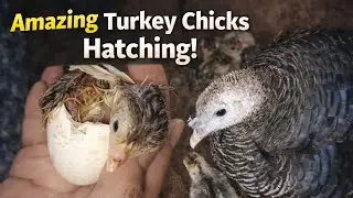 Amazing turkey chicks hatching time morning 🌅