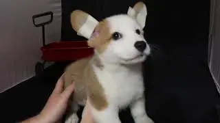 How To Get Ears To Stand On A Pembroke Welsh Corgi Puppy