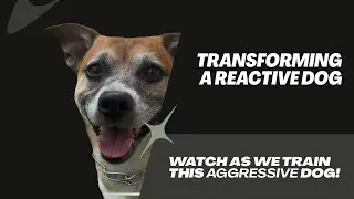 Aggressive & Very reactive Dog bites trainer - Fear aggressive Dog Training