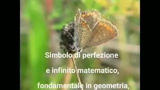 Buon 14 Marzo Giornata del Pi Greco infinito matematico