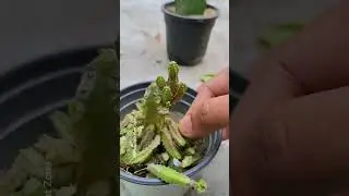 Pink Fairy Castle Cactus 🌵 Propagation ❤️&zwj;🔥 #plantcarebynusrat #propagation #fairycastle #cactus