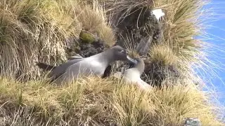 Sooty Mantled Albatross - synchronized courtship flight