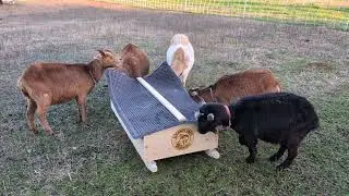Portable 22 free choice mineral cart in rotational grazing paddock AKA goat mineral feeder