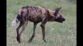 Wild Dogs in Kruger National Park