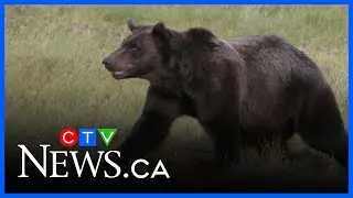 B.C. Premier thanks teachers for heroism during Bella Coola grizzly bear attack