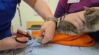 Penn Foster Veterinary Technology Externship 1 Skill 19 Cat Nail Trim