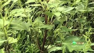 Weed of the Week #645-Marshelder (Air Date 8/15/10)