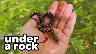 I flipped everything to find SNAKES