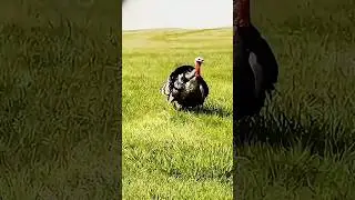 They have extraordinary skills in hunting turkeys.टर्की का शिकार करने में उनके पास असाधारण कौशल है।