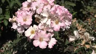 роза лиола, питомник роз полины козловой- rozarium.biz , rose Liola