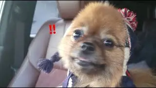 弱虫なポメラニアンとはじめて洗車に行ったら……