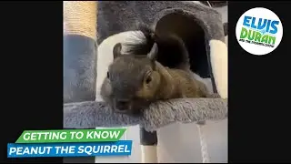 Getting To Know Peanut The Squirrel | 15 Minute Morning Show