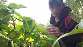 Hanya pakai umpan alami hasilnya banyak #mancing #petualangan #survival 