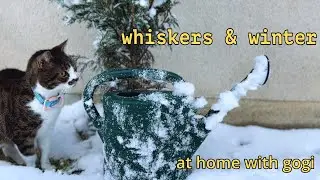 Spending winter at home with cats |cold winter day in France