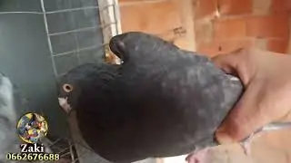 توليعة أسطورية 👑عند أخ مبارك❤️🫱 في حمام Ganadino❤️ وحمام نفاخ طيران 😍💣💣😱