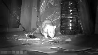 What does a rat do in a barn at night The TRAIL CAMERA revealed the whole truth
