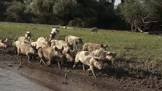 Na Surdučkoj adi svinje rastu bez betona i veštačke hrane