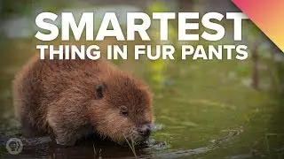 Why BEAVERS Are The Smartest Thing In Fur Pants