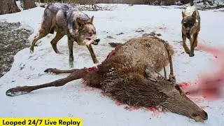 Italian wolves hunt Roe, Wild boar & Italian Red deer, All in 1 hunting session (looped livestream)