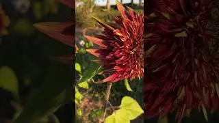 Sunflower #organicflowers #gardenplants #organicfarming #nature #flowers #sunflower #morning #plant