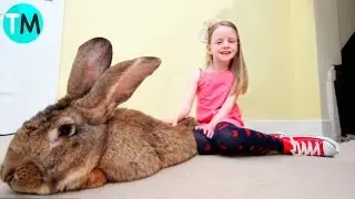 LAS 10 MASCOTAS M&Aacute;S GRANDES DEL MUNDO