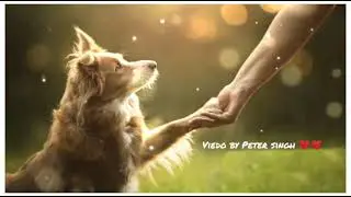dog lovers🐕|cute dog videos| whatsapp status| dog love|