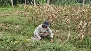 SMART FARMER&rsquo;S SECRET: CUTTING WEEDS EASILY WITH SUPER SHARP TOOLS! - Agriculture Farming
