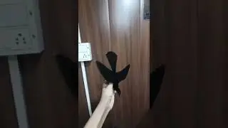 See This Beutifull Bird 