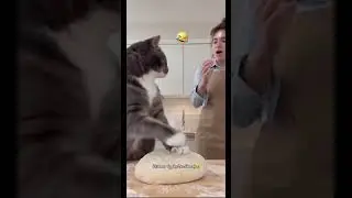 First we gotta knead the dough 😂😂 #cats #voiceover #foryou