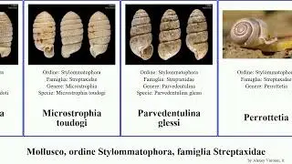 Mollusco, ordine Stylommatophora, famiglia Streptaxidae perrottetia bicolor mollusca Gulella Jammy
