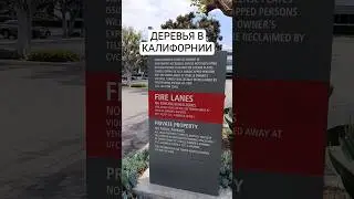 НЕОБЫЧНЫЕ ДЕРЕВЬЯ В АМЕРИКЕ #theafamily #сша #юмор #красота