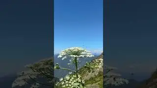 Благодаря им все живет! #travel #mountains #горы #природа #hiking #adventure #love #trekking