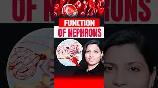 Functions Of Nephrons | NEET Concept #neetbiology #neet2025 #returattewal #nephron
