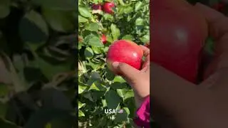 Apple picking #USA 🇺🇸 🍎 #viral #nature #apple #trendingshorts #viralvideo #garden #farming #love