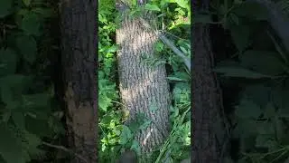 Walnut or Ash?...easy way to tell walnut trees from others..