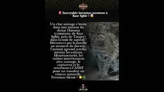 Un chat sauvage s&rsquo;est introduit dans une maison &agrave; Ksar Sghir