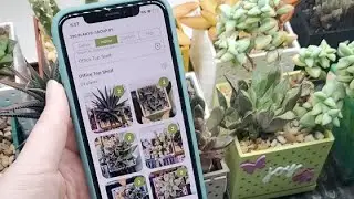 Succulent Tracker Q&A + Demo