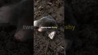 Top 5 Moles You Won't Believe Exist!
