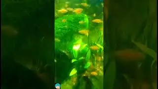 Sri Lankan Fish | Stunning Orange Transparent Fish School Swimming Close-Up 🐠✨ #Shorts