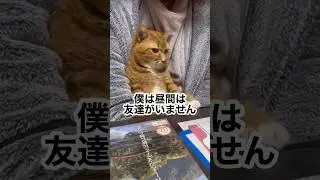 もう1匹ネコを飼うか迷う&hellip;家族会議中🐱 #ぬこ #ねこ #shorts