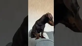 Dachshund quack bark