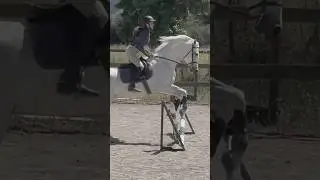 the best boy 💕💕 #shorts #equestrian #crossrail
