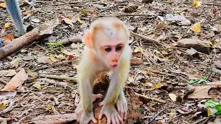 Baby monkey crying, looking pitiful