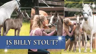Hoe gaat het met Billy? | PaardenpraatTV