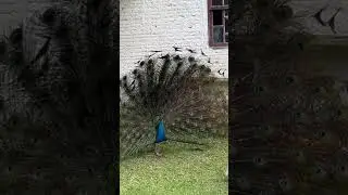 Pav&atilde;o abriu sua cauda&hellip;Para conquistar em Urubici&hellip;