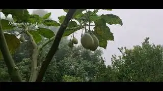 Rukh Tamatar || Tree tomato