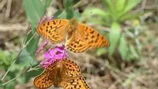 Two Males of High Brown Fritillary Butterfly Peacefully Visit Same Flowers Together for Nectar