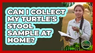 Can I Collect My Turtle's Stool Sample At Home?