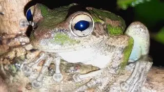 Shrek no neck got tariffs | @LIZARDEARTH | @BirdBath1 | Cuban Tree Frog